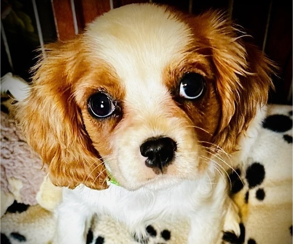 Medium Photo #1 Cavalier King Charles Spaniel Puppy For Sale in BROOKLYN PARK, MN, USA