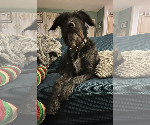 Medium Photo #15 Labrador Retriever-Unknown Mix Puppy For Sale in Sandy, UT, USA