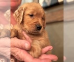 Small #25 Golden Retriever