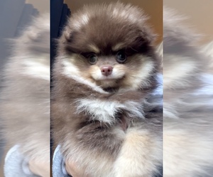 Pomeranian Puppy for sale in DUNNELLON, FL, USA