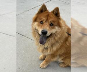 Chow Chow Dogs for adoption in West Valley, UT, USA