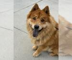 Small Chow Chow