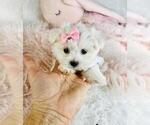 Small #7 Maltese