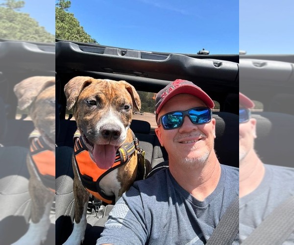 Medium Photo #16 Retriever -Unknown Mix Puppy For Sale in Holly Springs, NC, USA