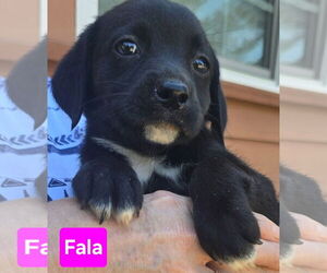 Labrador Retriever-Unknown Mix Dogs for adoption in Alexander, AR, USA