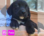 Small Labrador Retriever Mix