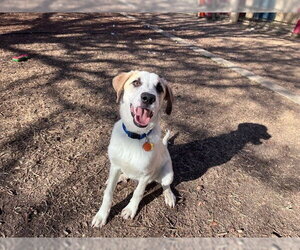 Great Pyrenees-Unknown Mix Dogs for adoption in Plano, TX, USA