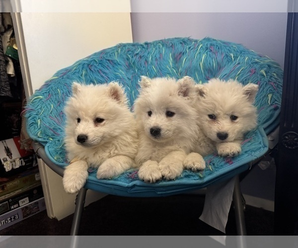 Medium Photo #6 Samoyed Puppy For Sale in WARFORDSBURG, PA, USA