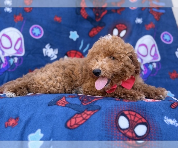 Medium Photo #4 Goldendoodle (Miniature) Puppy For Sale in LAKELAND, FL, USA
