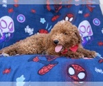 Felix - Male Goldendoodle (Miniature) Puppy for Sale - Photo #4