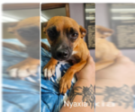 Small #10 Chihuahua Mix