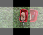 Small #2 Pomapoo (Toy)