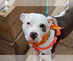 Small #7 American Pit Bull Terrier