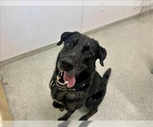 Catahoula Leopard Dog-Labrador Retriever Mix Dogs for adoption in Fort Collins, CO, USA