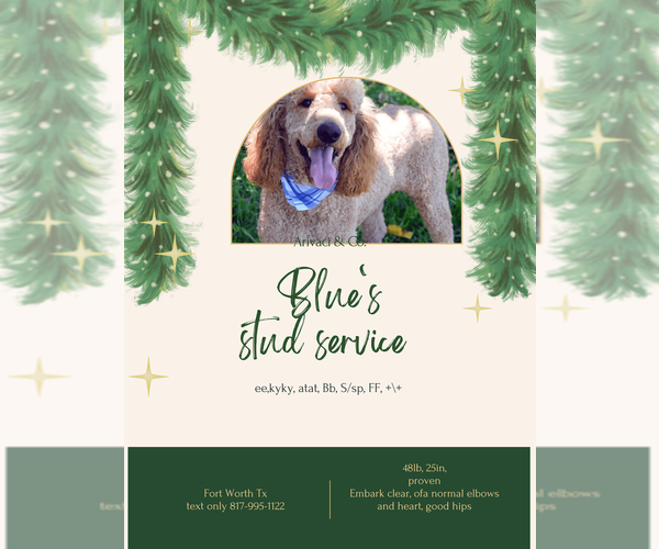 Medium Photo #1 Goldendoodle Puppy For Sale in BURLESON, TX, USA