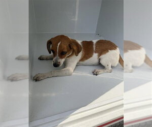 Beagle Dogs for adoption in Houston, TX, USA