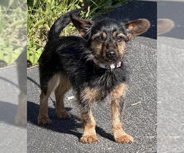 Medium Photo #1 Chihuahua-Unknown Mix Puppy For Sale in Canfield, OH, USA