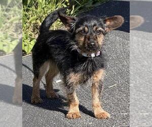 Chihuahua-Unknown Mix Dogs for adoption in Canfield, OH, USA
