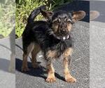 RUKUS - Male Chihuahua-Unknown Mix Dog for Adoption - Small photo