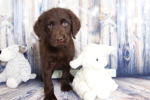 Medium Photo #1 Labradoodle Puppy For Sale in NAPLES, FL, USA