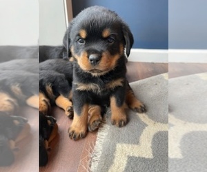 Rottweiler Puppy for Sale in WINDOM, Minnesota USA
