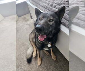 Tyson aka Wolfie - Male German Shepherd Dog-Unknown Mix Dog for Adoption - Photo #3
