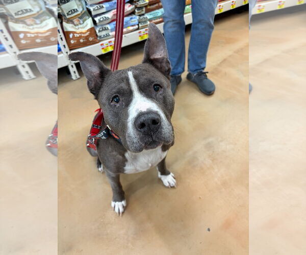 Medium Photo #3 Mutt Puppy For Sale in Alexandria, VA, USA