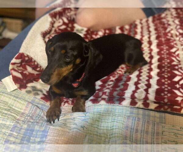 Medium Photo #7 Dachshund Puppy For Sale in Gulfport, MI, USA