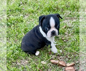 Boston Terrier Puppy for sale in GARFIELD, AR, USA