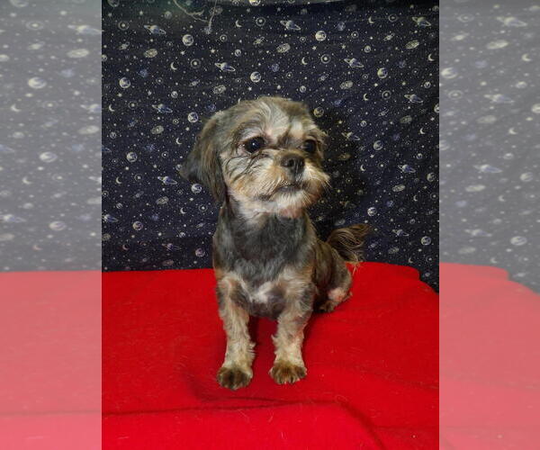 Medium Photo #4 Cavapoochon (Miniature) Puppy For Sale in PATERSON, NJ, USA