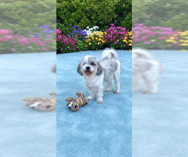 Medium Photo #6 Shih Tzu Puppy For Sale in Weston, FL, USA