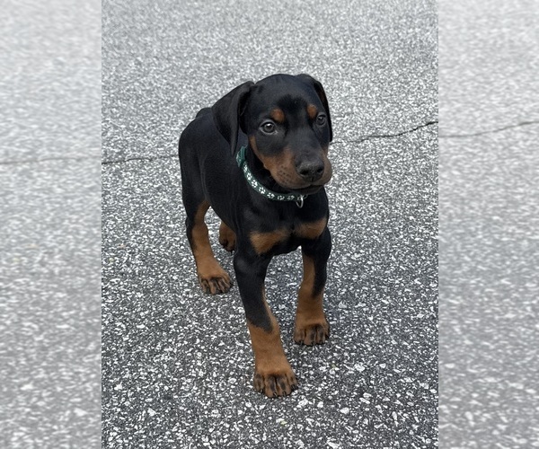 Medium Photo #18 Doberman Pinscher Puppy For Sale in NEWTON, NC, USA