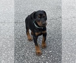 Small Photo #18 Doberman Pinscher Puppy For Sale in NEWTON, NC, USA
