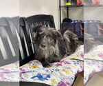 Small Australian Shepherd Mix