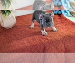 Small Photo #25 French Bulldog Puppy For Sale in GOSHEN, IN, USA