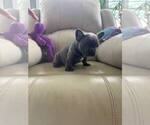 Small #4 French Bulldog