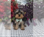 Image preview for Ad Listing. Nickname: Tiny Tucker