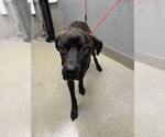 Small Labrador Retriever Mix