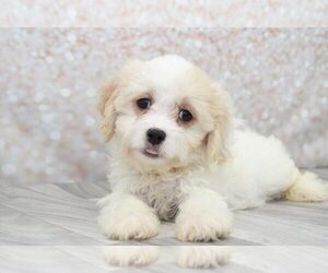 Cavapoo Puppy for sale in MARIETTA, GA, USA