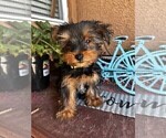 Small Photo #28 Yorkshire Terrier Puppy For Sale in SACRAMENTO, CA, USA