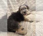 Small #10 Mutt