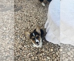 Small Photo #1 Pembroke Welsh Corgi Puppy For Sale in LEITCHFIELD, KY, USA