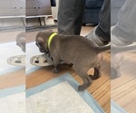 Small Photo #27 American Bully Puppy For Sale in NAUGATUCK, CT, USA