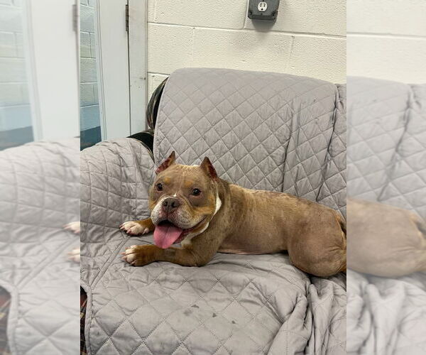 Medium Photo #6 Bulldog Puppy For Sale in Muskegon, MI, USA