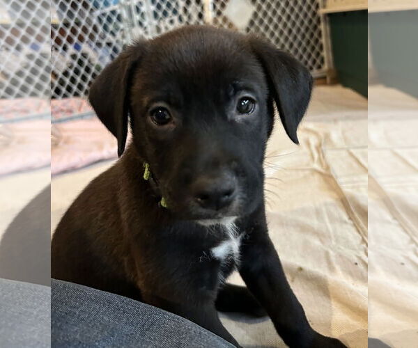 Medium Photo #4 Colonial Cocker Spaniel-Labrador Retriever Mix Puppy For Sale in St. Louis Park, MN, USA