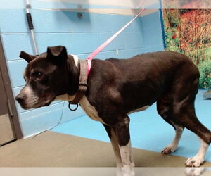 Mutt Dogs for adoption in Moreno Valley, CA, USA