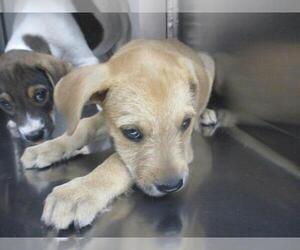 Mutt Dogs for adoption in Oklahoma City, OK, USA