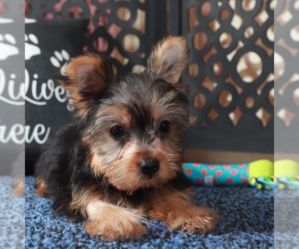 Medium Photo #3 Yorkshire Terrier Puppy For Sale in MOUNT VERNON, OH, USA