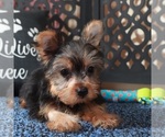 Small #2 Yorkshire Terrier