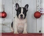 Small Photo #5 French Bulldog Puppy For Sale in FREDERICKSBG, OH, USA